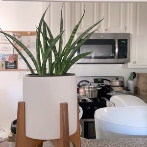 Snake plant Cutting